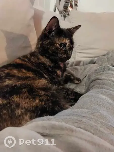 Chatte écaille perdue à Épagny - photo