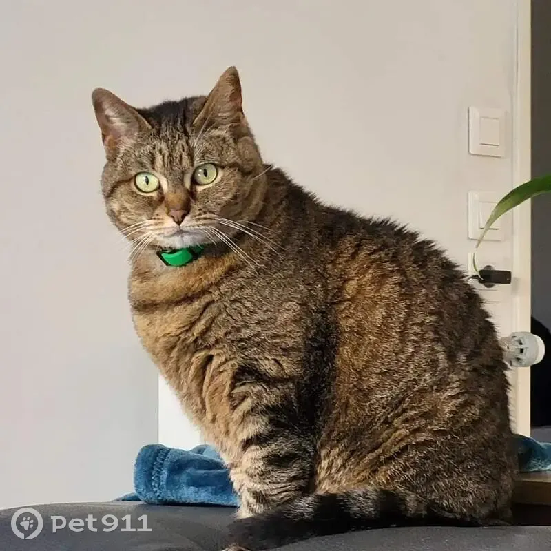 Chatte Indy perdue à Nantes - photo