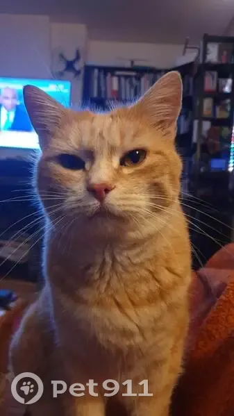 Chat roux tigré perdu à Marcq - photo