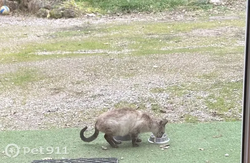 Chat crème perdu - Lafrançaise - photo