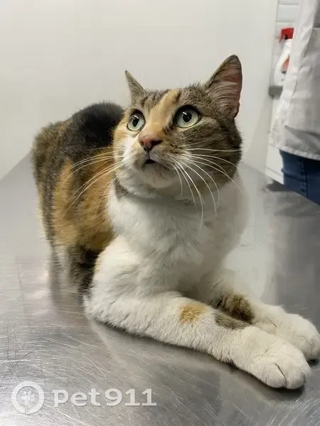 Chatte Maeva trouvée à Choisy - photo