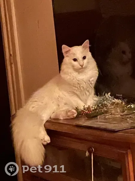 Avis de recherche: Cléo, chat blanc - photo