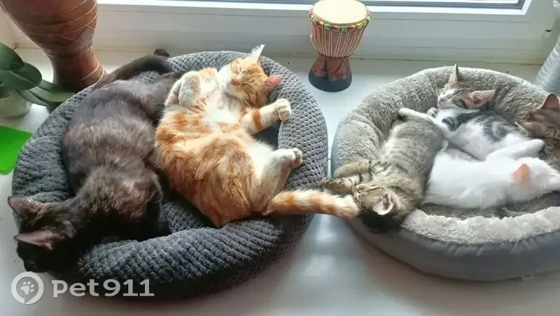 Chat roux et blanc perdu à La Méaugon - photo