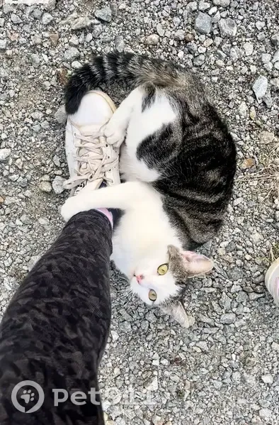 Chatte Luna perdue à Mozac - photo