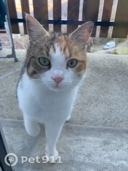 Chatte sociable perdue à Prayols - photo