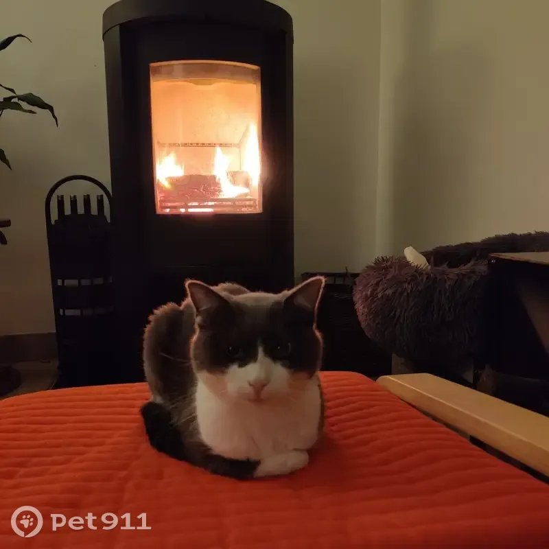 Chatte grise/blanche perdue - Quimper - photo