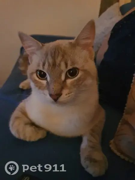 Chat blanc crème aux yeux bleus perdu - photo