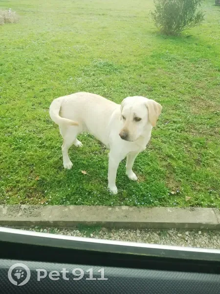 Labrador sable perdu à Lafitte - photo