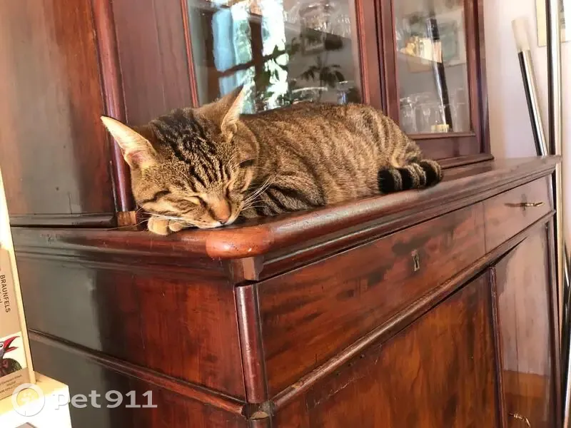 Chat dodu tigré perdu à Pujols - photo