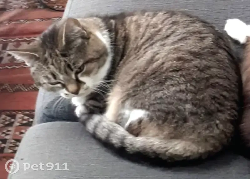Chatte Blanche perdue à Nantes - photo