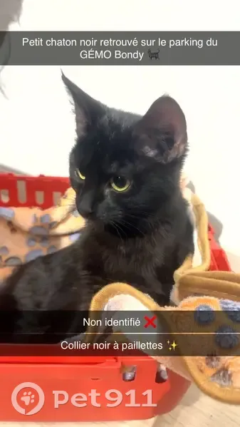 Chaton trouvé au GÉMO Bondy - photo
