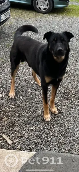 Chien Beauceron/Rott perdu à Gétigné - photo