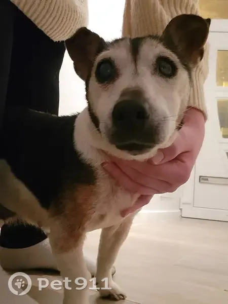 Chien type Jack Russel trouvé - photo