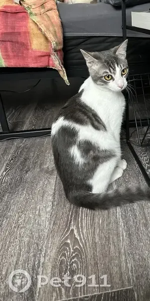 Chat Ori perdu à Quéven - photo