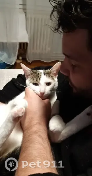 Chat Européen tigré perdu - photo