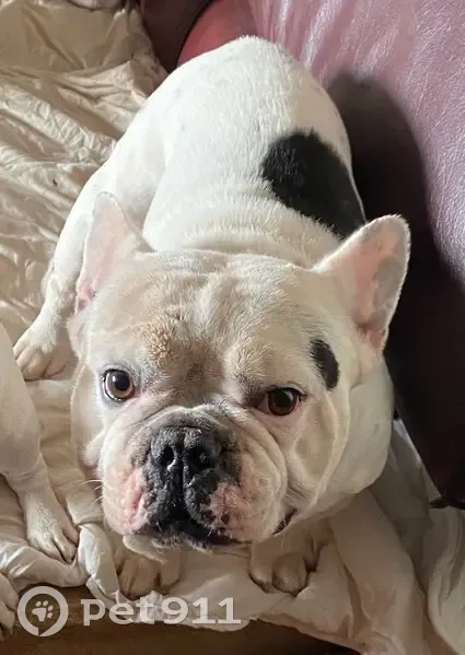Tao, bouledogue égaré à Capian - photo