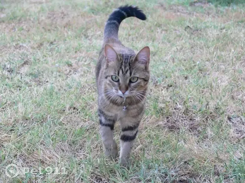Chat perdu: Femelle, 8 ans, Noisy - photo