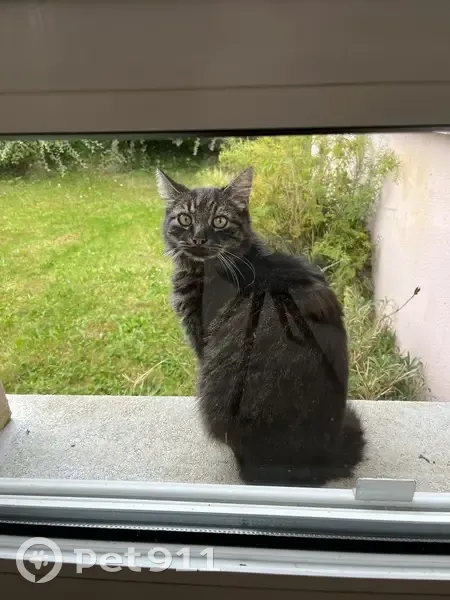 Chat perdu à Turretot - Non pucé - photo