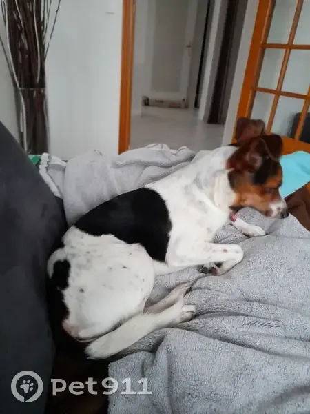 Chien mâle perdu à Montigny - photo