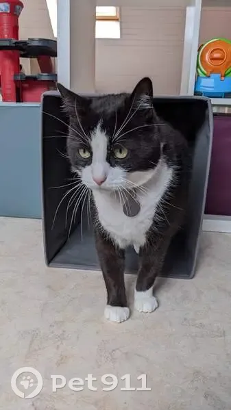 Chat Filou perdu - Concarneau - photo