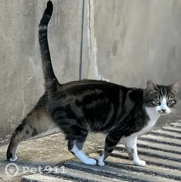 Chat Tigrou perdu à Fresnes - photo