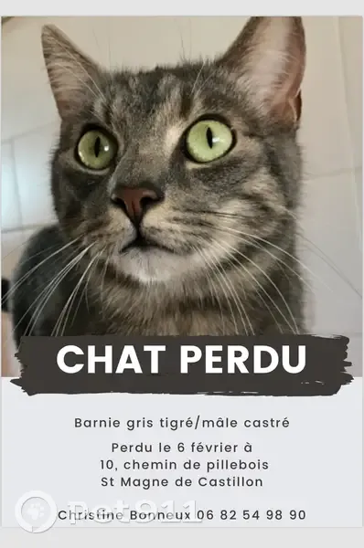 Chat Barnie perdu, gris tigré - photo