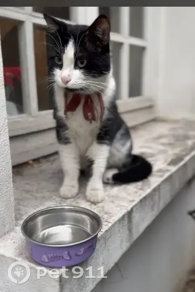 Chat blanc et noir perdu à Paris - photo