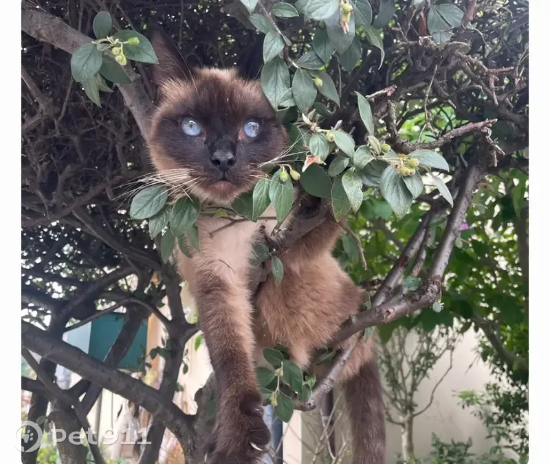 Avis de recherche: Chat Wilson - photo
