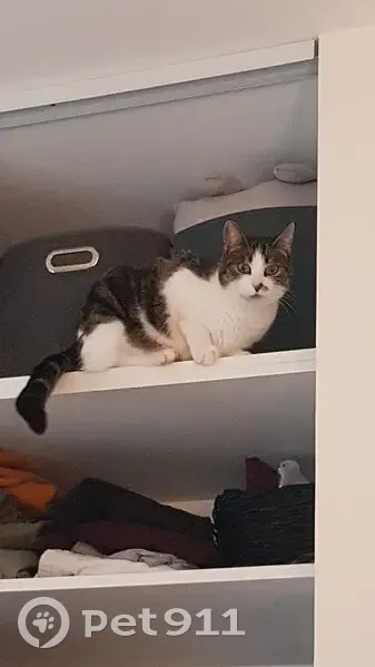 Chat Lockie perdu, nez taché - Pouzioux - photo