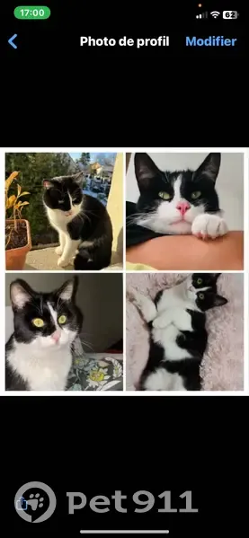 Usy, chat tricolore, perdu - photo