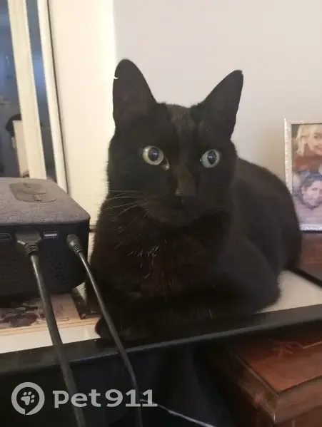 Chat noir suiveur trouvé à Bordeaux - photo