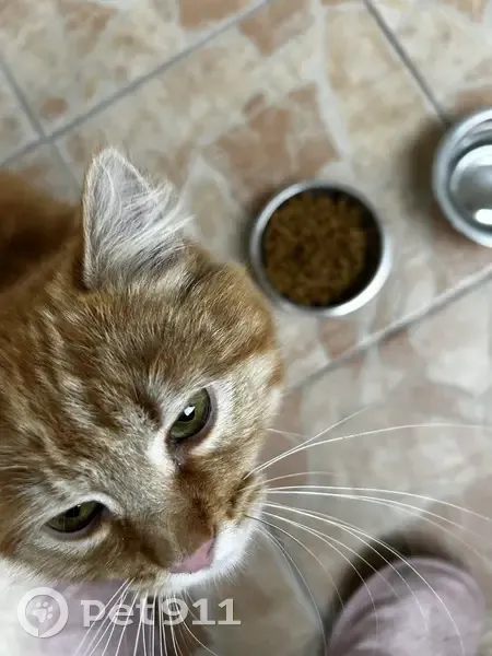 Chat perdu à Antibes retrouvé - photo