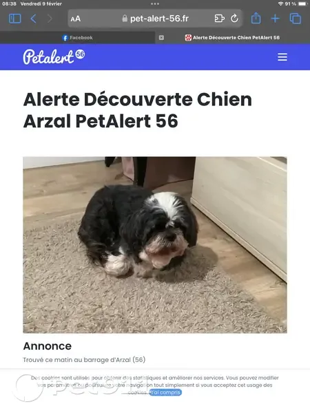 Shih Tzu noir trouvé à Arzal - photo
