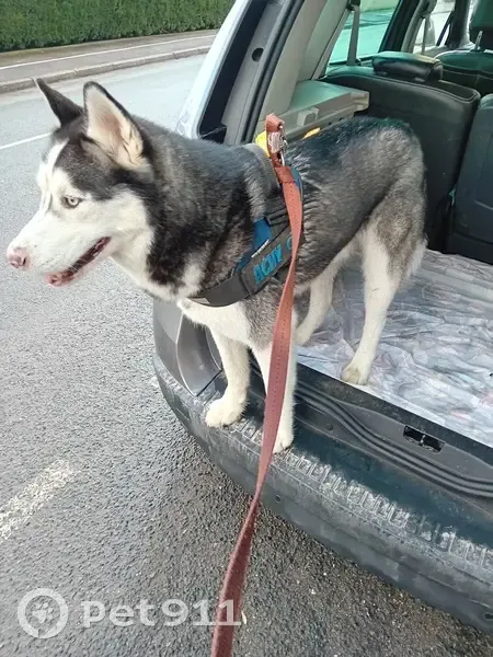 Husky perdu entre Ailly et Breilly - photo