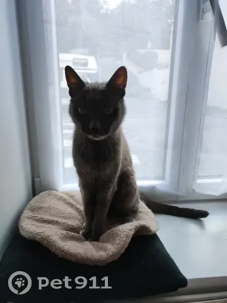 Chat âgé Sencé disparu à Fontenay - photo