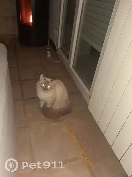Chat sacré Birman perdu à Magalas - photo