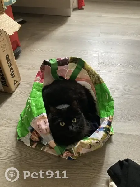 Chat Stark perdu à Nantes - photo
