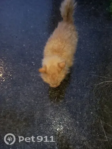 Chat affaibli trouvé à Basse-Goulaine - photo
