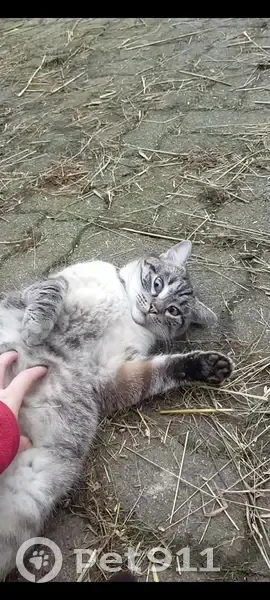 Chat gris tigré perdu à Magny - photo