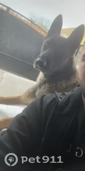 Malinois perdu à Bobigny - photo