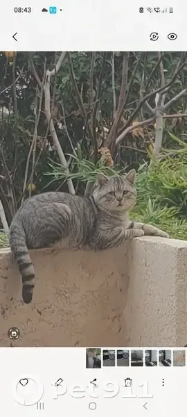 Chat tigré perdu - Nice Bellet - photo