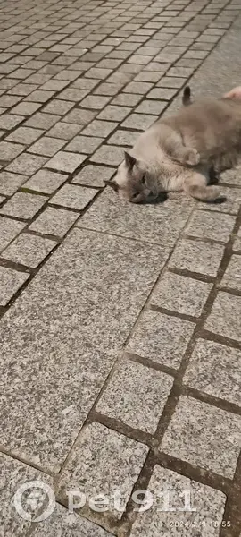 Chat retrouvé à Portet-Garonne - photo