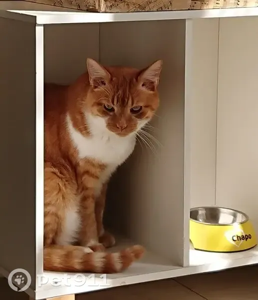 Chat roux Chapo perdu à Fontiès - photo