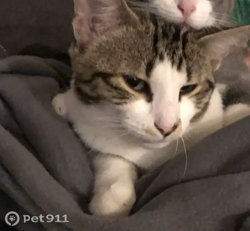 Chat tigré Haribo perdu à Gimbrède - photo