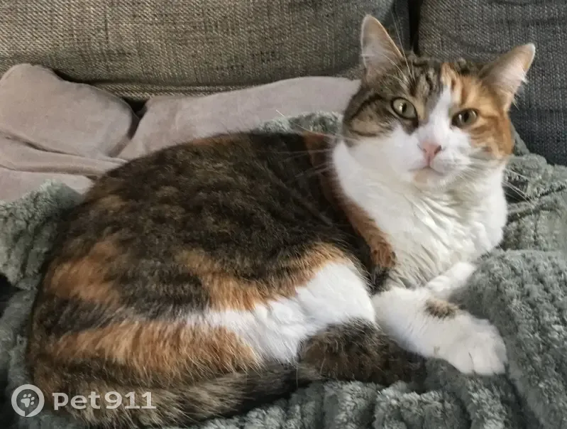Avis: Chatte 4 couleurs perdue - photo