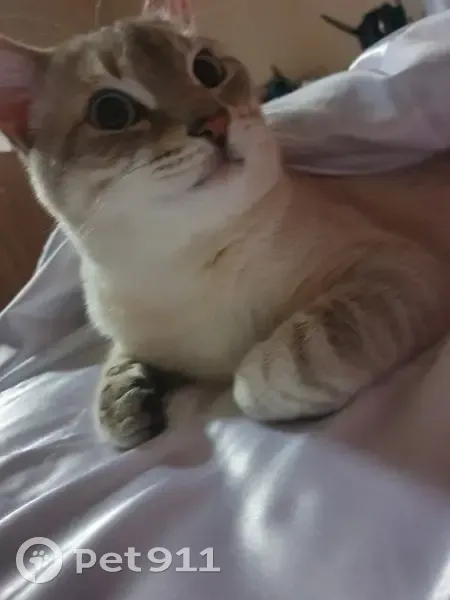 Chat crème et blanc volé à Quins - photo