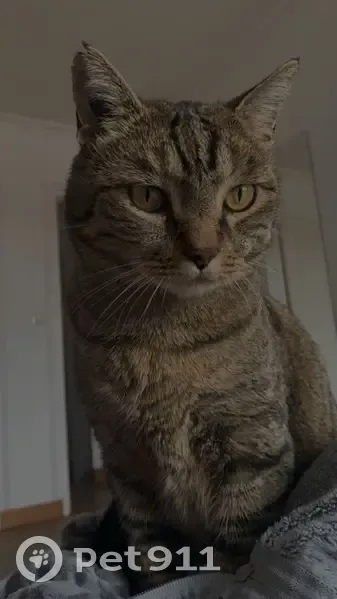 Chat marron tigré perdu, 8 ans - photo