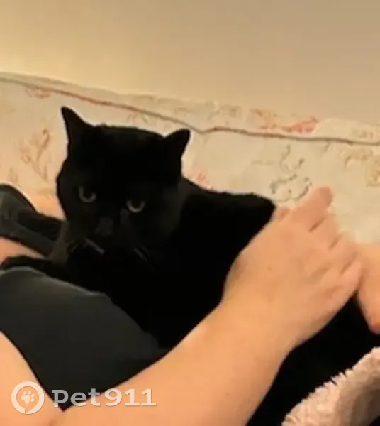 Chat perdu: Selina Luna à Écouen - photo