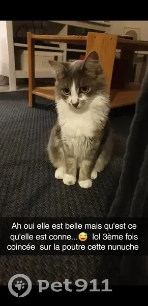 Chaton perdu près de Fouchécourt - photo