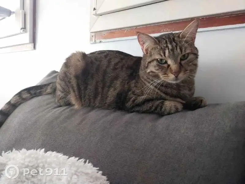 Chat peureux perdu à Fresnes - photo